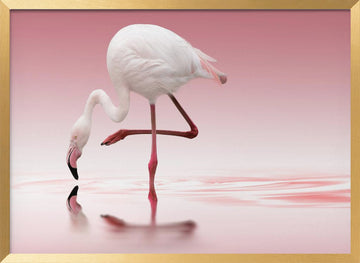 Pink Flamingo Reflection | Poster - Gold Frame Interior