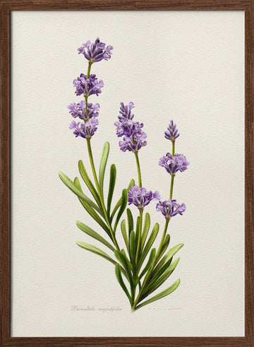 Elegant Lavender Botanical | Poster - Walnut Frame Interior