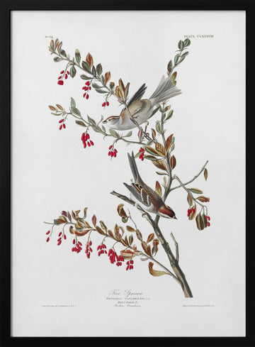 Tree Sparrow From Birds of America (1827) | Poster - Black Metal Frame Interior