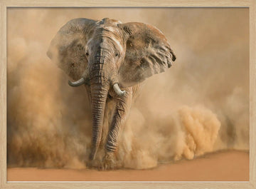 Majestic Elephant Dust Cloud | Poster - Wood Frame Interior