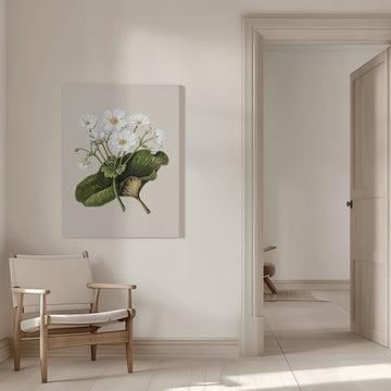 The Mountain Lily Drawn By Sarah Featon (1848–1927) | Canvas - Room Interior 1