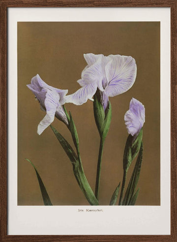 Iris Kæmpferi no2 | Poster - Walnut Frame Interior