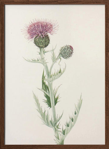 Prairie Thistle From North American Wildflowers (1925) By Mary Vaux Walcott. | Poster - Walnut Frame Interior