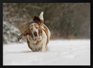 Joyful Basset Hound Snow Run | Poster - Black Metal Frame Interior