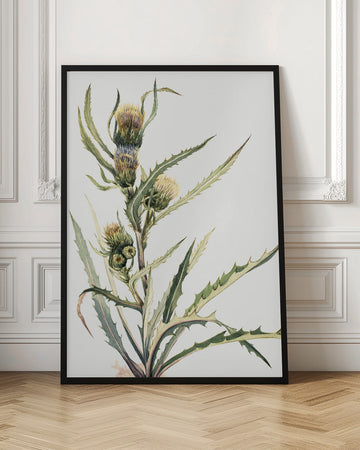 White Thistle | Poster - Room Interior 1