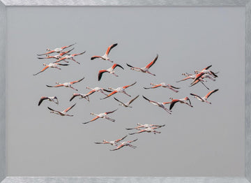 Flamingos In Flight | Poster - Silver Frame Interior