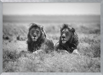 Two Majestic Lions | Poster - Silver Frame Interior
