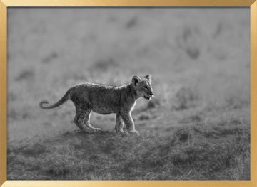 Baby Lion Cub Stroll | Poster - Gold Frame Interior