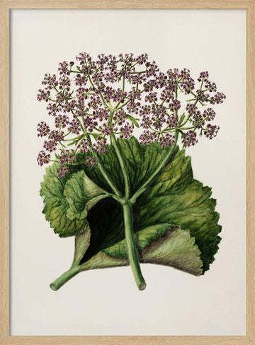 Antique Plant Ii Drawn By Sarah Featon (1848–1927) | Poster - Wood Frame Interior
