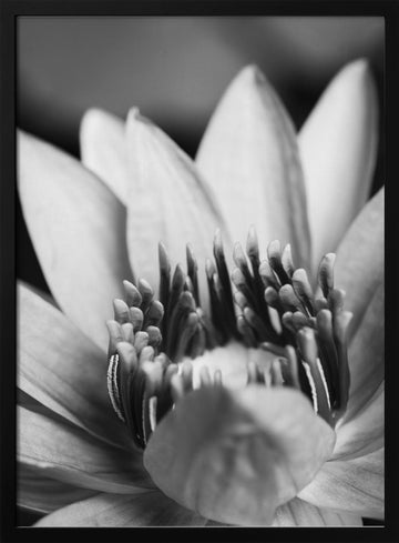 Serene Lotus Bloom | Poster - Black Metal Frame Interior