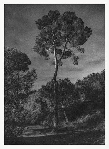 Dramatic Lone Tree | Poster - White Frame Interior