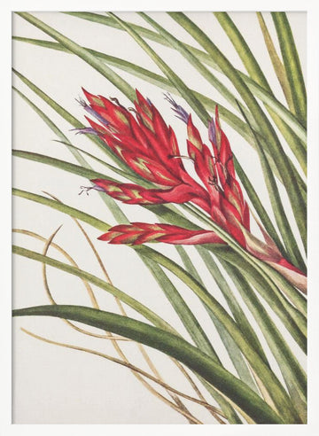 Quill Leaf Tillandsia From North American Wildflowers (1925) By Mary Vaux Walcott | Poster - White Frame Interior
