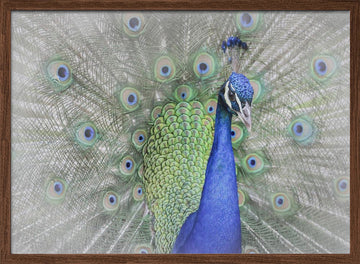 Majestic Peacock Display | Poster - Walnut Frame Interior
