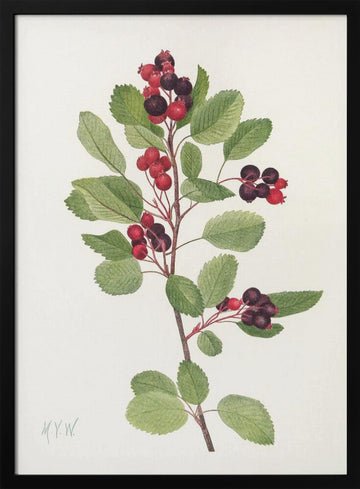 Saskatoon From North American Wildflowers (1925) By Mary Vaux Walcott | Poster - Black Metal Frame Interior
