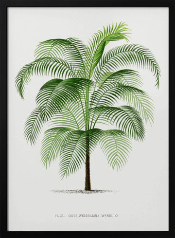 Xi Cocos Weddeliana | Poster - Black Metal Frame Interior