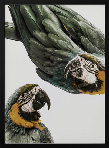 Vibrant Parrot Duo | Poster - Black Metal Frame Interior