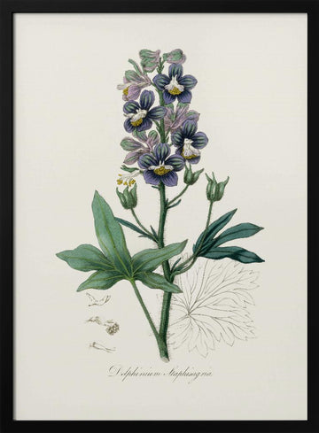Delphinum Staphisagria Medical Botany | Poster - Black Metal Frame Interior