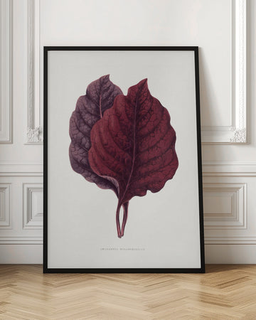Pink Amarantus Leaf Illustration | Poster - Room Interior 1