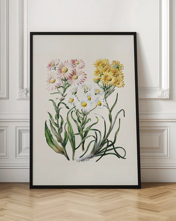 New Zealand Snow Groundsels Drawn By Featon (1848–1927) | Poster - Room Interior 1