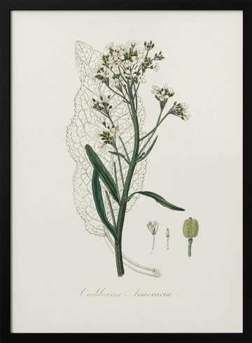 Horseradish (cochlearia Armoracia)  Medical Botany | Poster - Black Metal Frame Interior