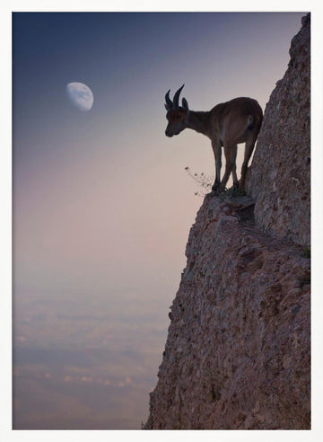Mountain Goat Moonrise | Poster - White Frame Interior