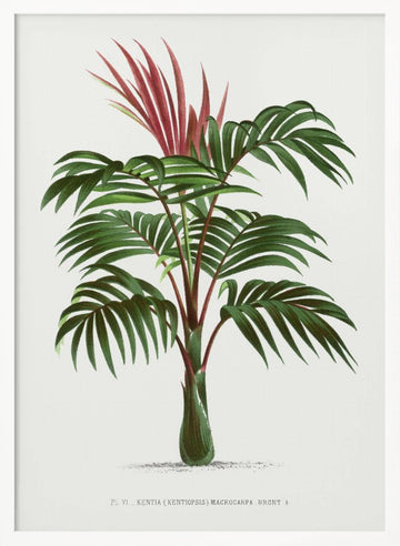 Kentiopsis | Poster - White Frame Interior