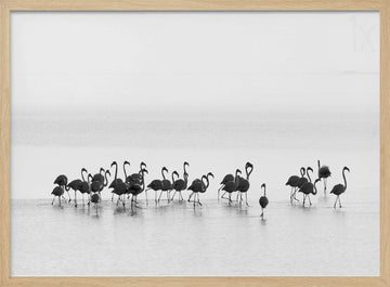 Graceful Flamingos Wading | Poster - Wood Frame Interior