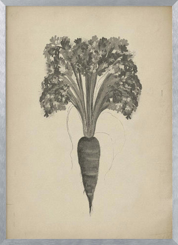 Botanical Carrot Drawing | Poster - Silver Frame Interior