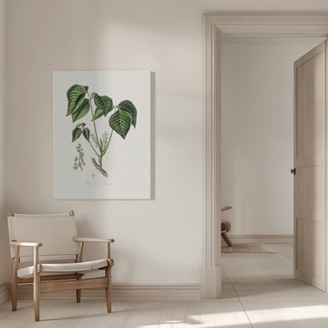 Poison Ivy (rhus Toxicodendron) Medical Botany | Canvas - Room Interior 1