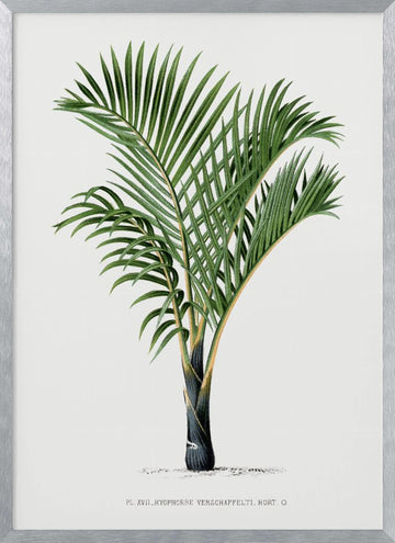 Xvii Hyophorbe V | Poster - Silver Frame Interior
