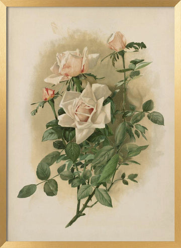 Duchesse De Vallombrosa Roses | Poster - Gold Frame Interior