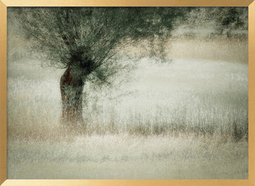 Willow | Poster - Gold Frame Interior