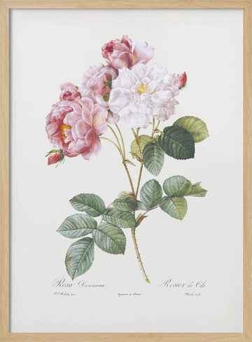 Rosebush, Les Roses (1817–1824) | Poster - Wood Frame Interior