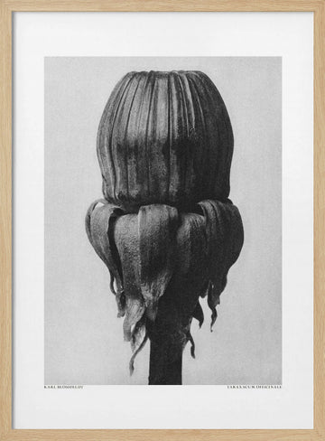 Taraxacum Officinale | Poster - Wood Frame Interior