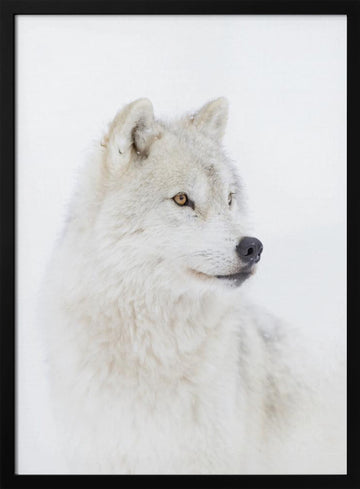 Majestic Arctic Wolf | Poster - Black Metal Frame Interior