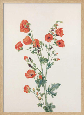 Scarlet Globe Mallow From North American Wildflowers (1925) By Mary Vaux Walcott | Poster - Wood Frame Interior