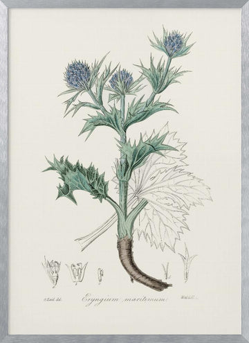 The Sea Holly (eryngium Mmaritimum) Medical Botany | Poster - Silver Frame Interior