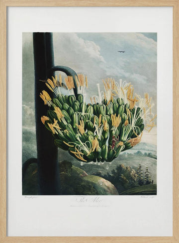 The Aloe from The Temple of Flora (1807) | Poster - Wood Frame Interior