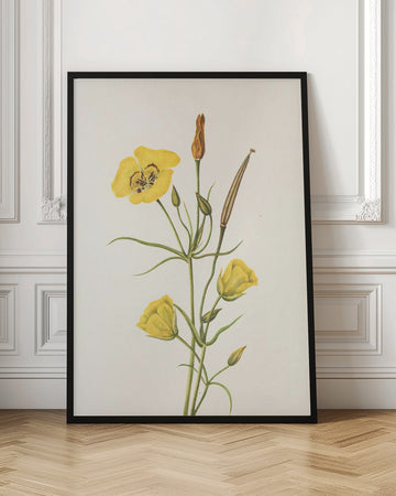 Goldenbowl Mariposa From North American Wildflowers (1925) By Mary Vaux Walcott | Poster - Room Interior 1