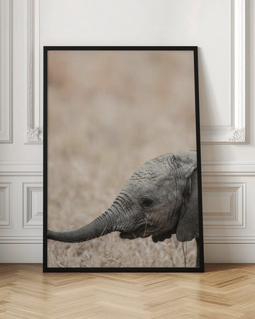 Gentle Giant's Gaze | Poster - Room Interior 1
