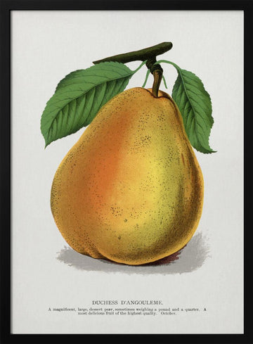 Duchess D'angouleme Pear Lithograph | Poster - Black Metal Frame Interior