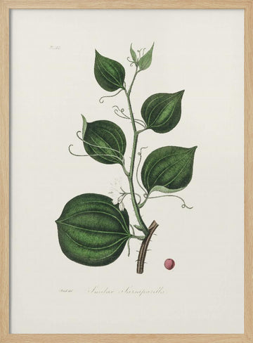 Lmilax Larsaparilla  Medical Botany | Poster - Wood Frame Interior