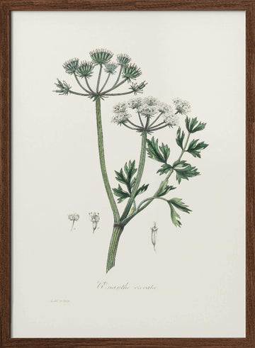 Water Dropwort (onanthe Grocata) Medical Botany | Poster - Walnut Frame Interior