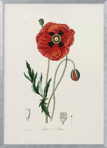 Common Poppy (papaver Rhoeas) Medical Botany | Poster - Silver Frame Interior