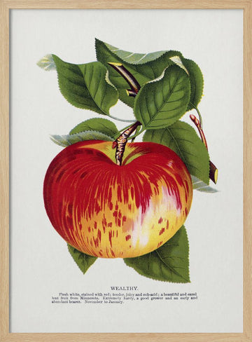 Wealthy Apple Lithograph | Poster - Wood Frame Interior
