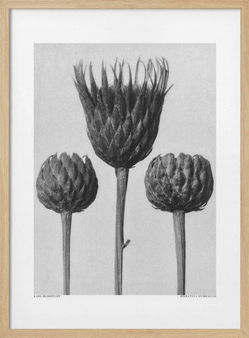 Serratula Nudicaulis | Poster - Wood Frame Interior