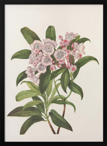 Mountain Laurel From North American Wildflowers (1925) By Mary Vaux Walcott | Poster - Black Metal Frame Interior