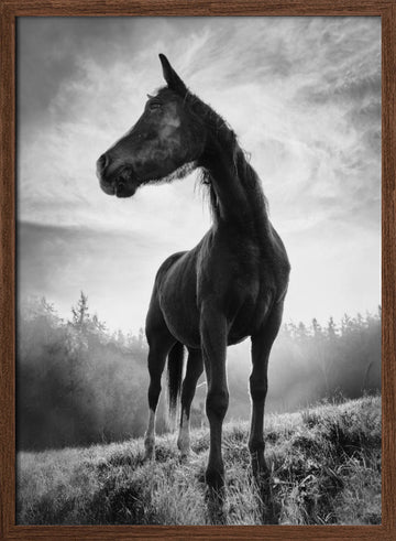 Mystic Stallion Rising | Poster - Walnut Frame Interior