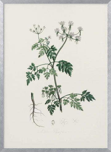 Poison Parsley (aethusa Cynapium) Medical Botany | Poster - Silver Frame Interior
