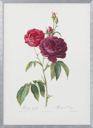Purple French Rose, Les Roses (1817–1824) | Poster - Silver Frame Interior
